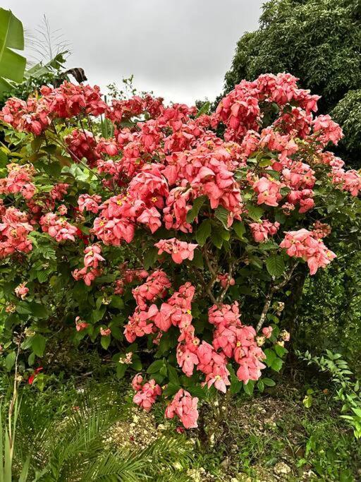 Jasmin : Exceptionnelle !! * Petit-Bourg